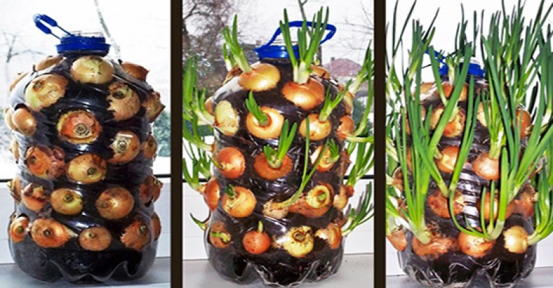 How To Easily Grow an Endless Supply Of Onions Indoors