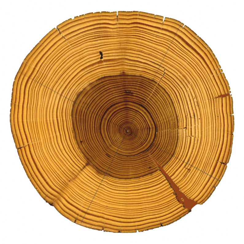 What A Tree Sounds Like When It’s Played on a Record Player