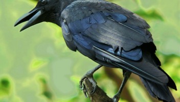 The Intelligence of a Crow