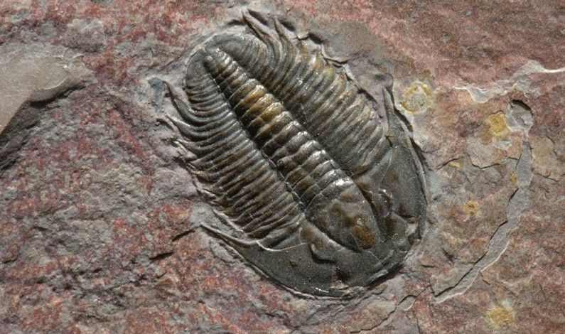 15 Unbelievable Fossil Discoveries