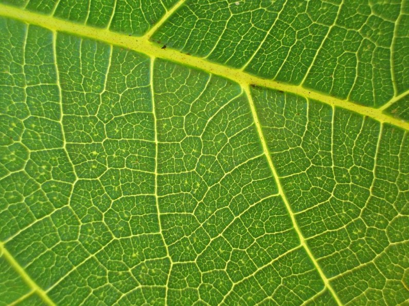 Self-Healing “Artificial Leaf” Produces Energy From Dirty Water
