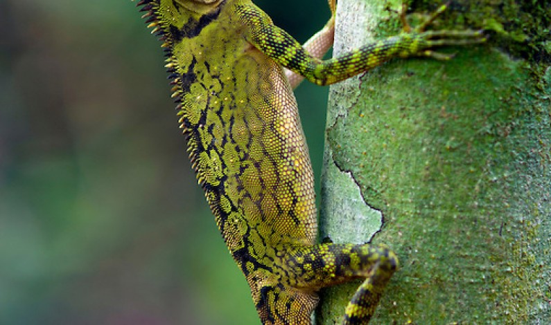 Indonesian Photographer Captures Dragon Lizard Playing Leaf Guitar
