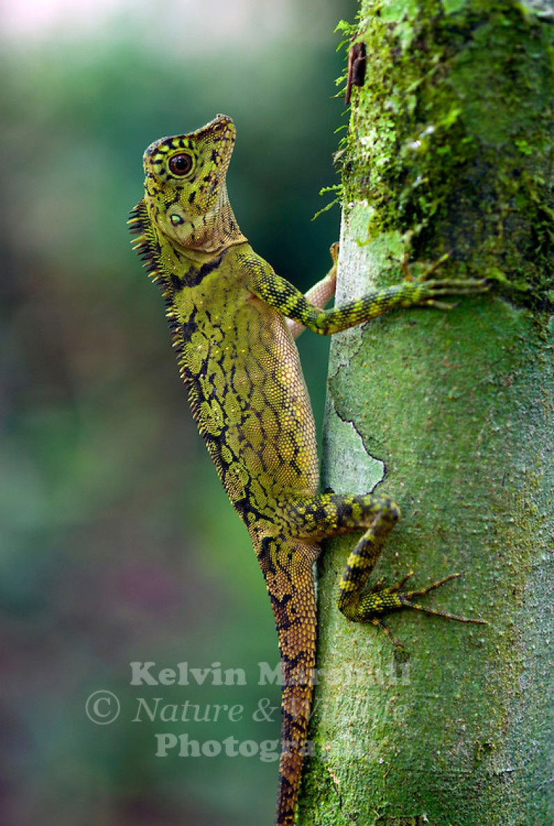 Indonesian Photographer Captures Dragon Lizard Playing Leaf Guitar