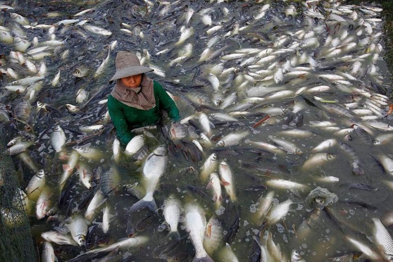 80% of U.S. Tilapia Comes From China… Loaded With Growth Hormones