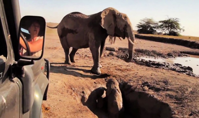 Mom and Baby Elephant Reunion Is Marvelously Heart-Warming