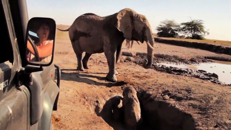 Mom and Baby Elephant Reunion Is Marvelously Heart-Warming