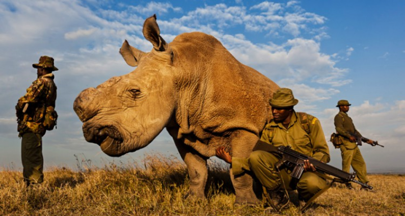 Armed Guard On 24/7 Watch Protect Last Male White Rhino In Existence