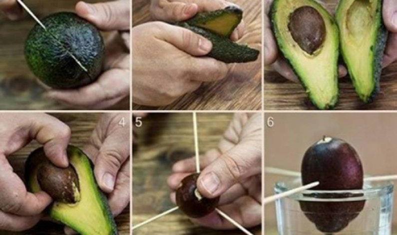How To Grow Your Own Avocado Tree