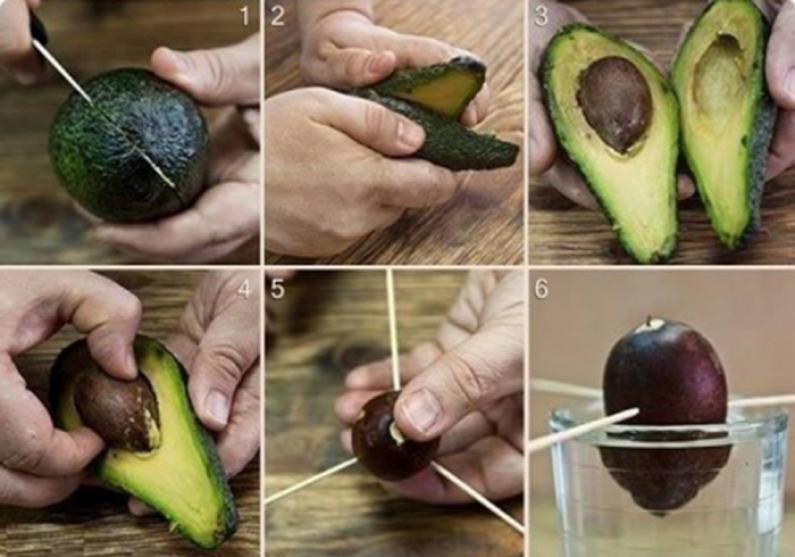 How To Grow Your Own Avocado Tree