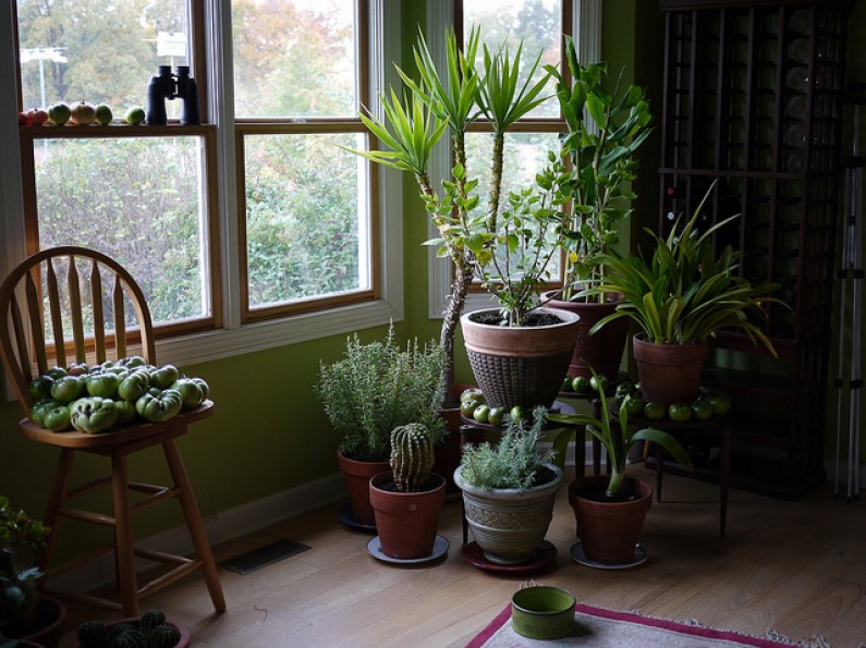 Nine Houseplants That Clean The Air and Are Basically Impossible To Kill