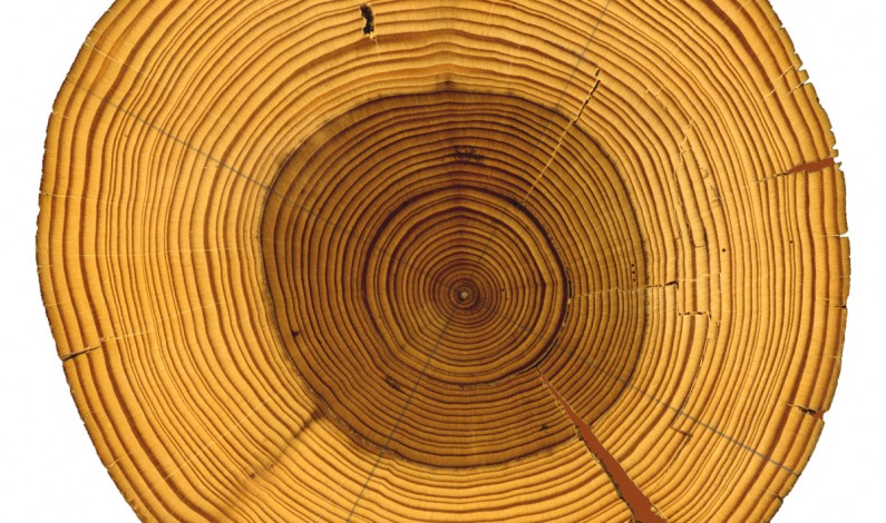 What A Tree Sounds Like When It’s Played on a Record Player
