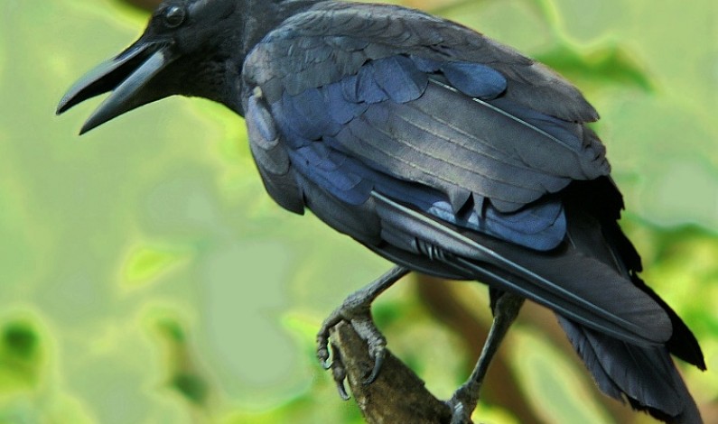 The Intelligence of a Crow
