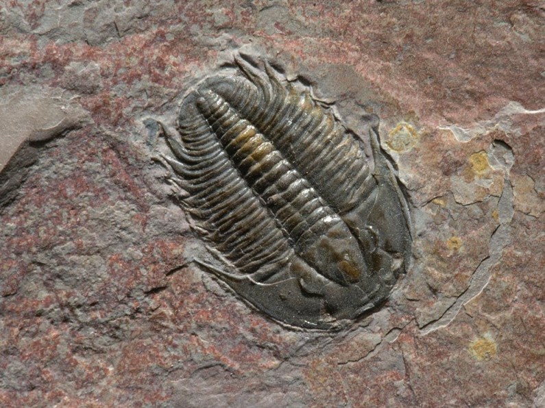 15 Unbelievable Fossil Discoveries