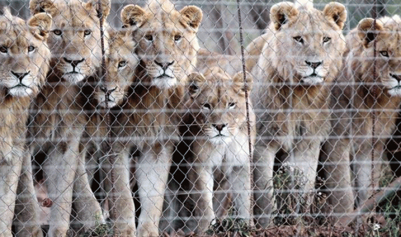 Australia Bans Lion Hunting Trophies From Entering/Exiting Country