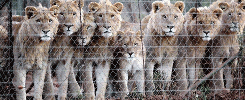 Australia Bans Lion Hunting Trophies From Entering/Exiting Country