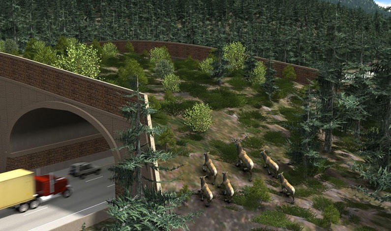 Washington State To Construct First Wildlife Bridge Over Busy Highway